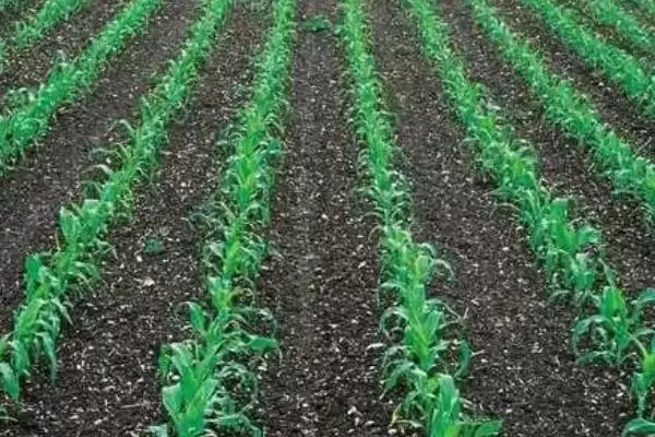 玉米丝黑穗病介绍(玉米丝黑穗病的基本情况介绍)?插图16 玉米丝黑穗病介绍(玉米丝黑穗病的基本情况介绍)?插图16