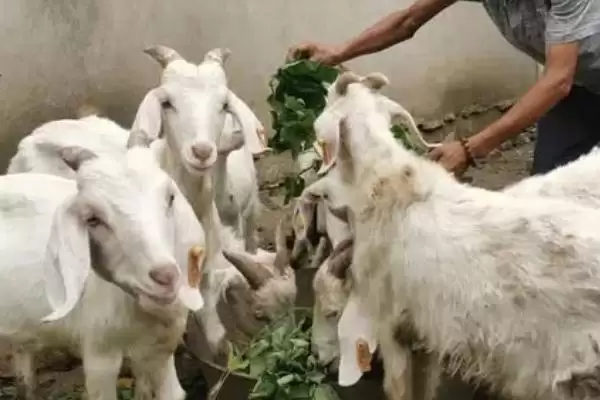 玉米发芽可以喂羊吗(发芽的玉米能否用来喂羊)？插图2