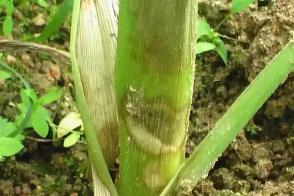 玉米脱肥症状(玉米脱肥的症状表现有哪些)？插图3