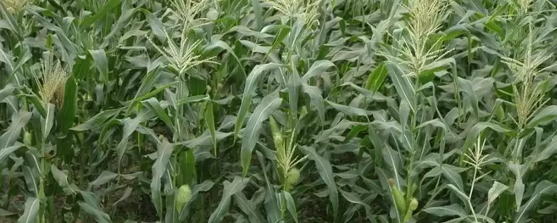 渝单722玉米种子介绍(渝单722玉米种子情况如何介绍)？-会东网