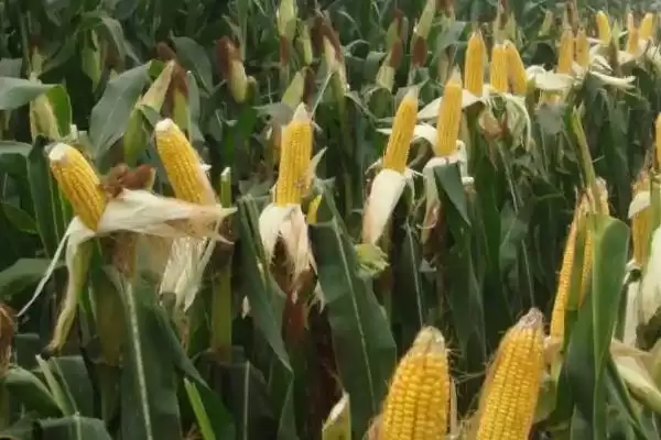 益硕甜糯936玉米种子特征特性(益硕甜糯936玉米种子特性怎样)？插图1