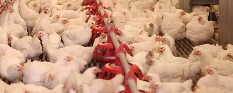 养鸡场经常发病的原因(养鸡场常发病的原因是什么)?-会东网