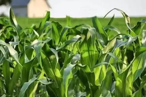卓玉2号玉米品种啥情况(卓玉2号玉米品种每亩种植密度3500株左右)？插图2