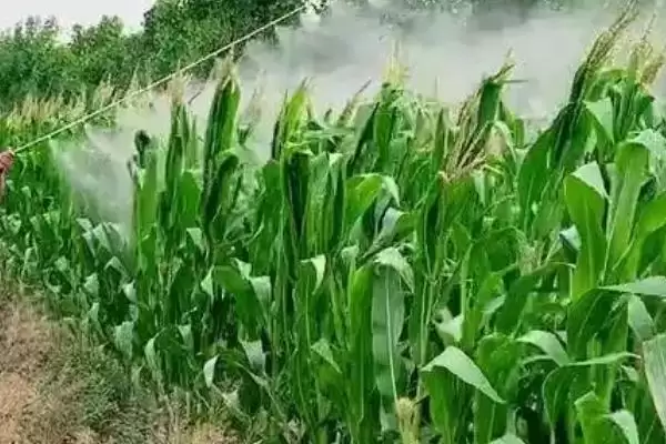 新丹125玉米种子简介及北疆春播全生育期灌水要点？插图2