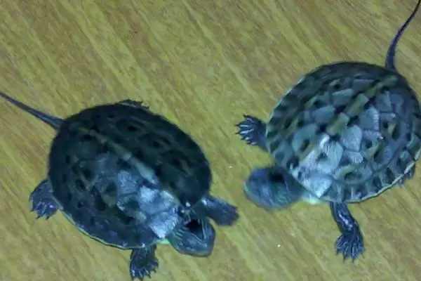 小乌龟食物介绍:虾肉、鱼肉等适合生长要点?插图2 小乌龟食物介绍:虾肉、鱼肉等适合生长要点?插图2