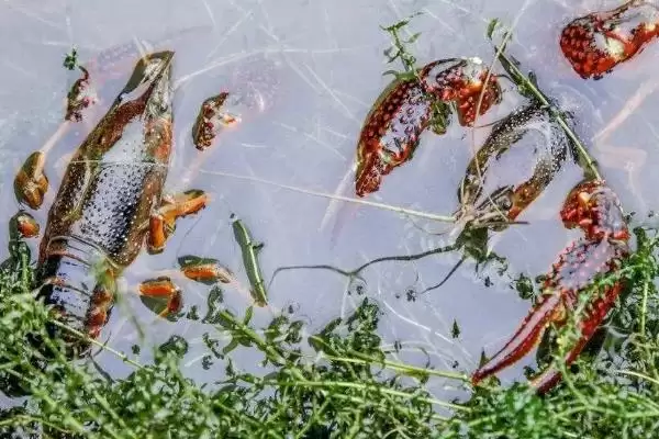小龙虾怎么养殖(小龙虾养殖需清塘消毒、培育浮游生物后放虾苗)？插图3