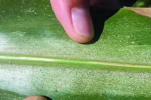 玉米叶螨病(玉米叶螨病的危害和特点是什么)？插图1