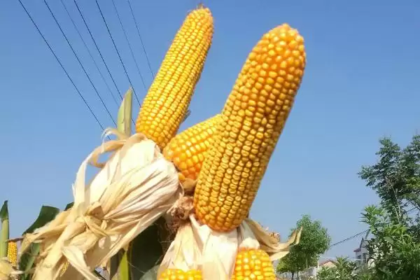 益农玉277玉米种简介(益农玉277玉米种情况介绍)？插图2