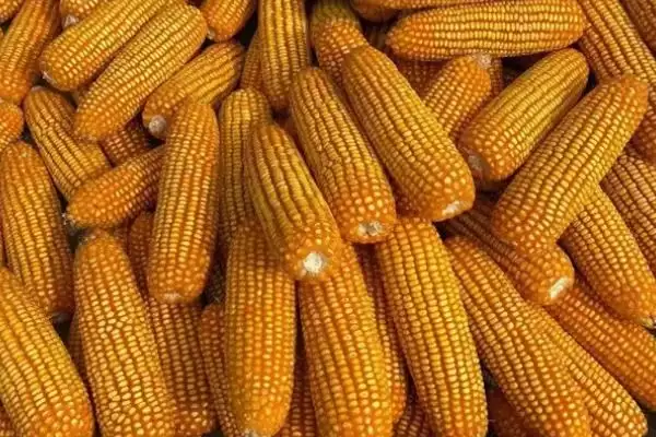新丹125玉米种子简介及北疆春播全生育期灌水要点？插图1