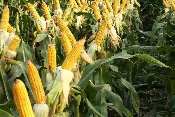 榆玉19玉米种子特点(榆玉19玉米种子具备哪些特点)？插图2