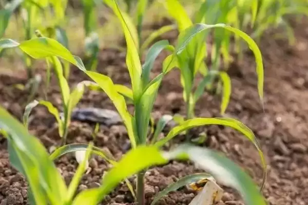 亦农198玉米品种的特性(亦农198玉米品种特性是什么)？插图2