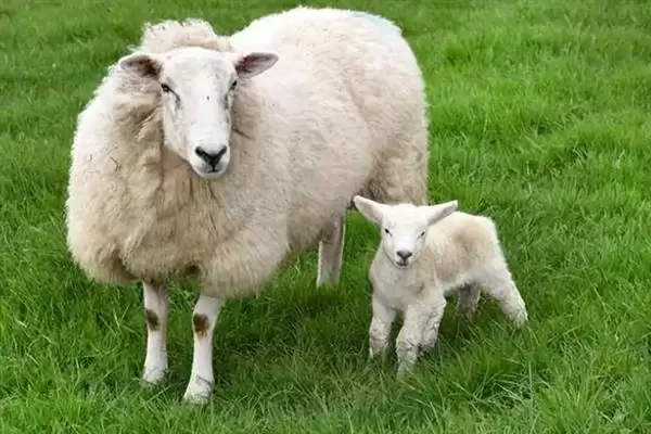 羊怎样养长得快(养羊长得快首先要选择生长速度较快的羊品种)?插图6 羊怎样养长得快(养羊长得快首先要选择生长速度较快的羊品种)?插图6