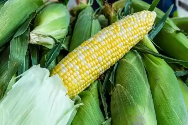 中泰208玉米品种啥情况(中泰208玉米品种中抗穗腐病)？插图2