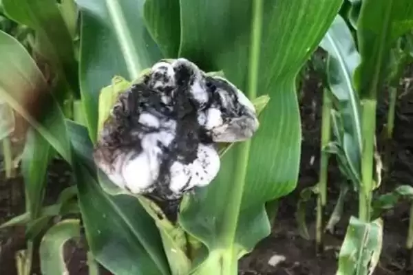玉米丝黑穗病介绍(玉米丝黑穗病的基本情况介绍)?插图5 玉米丝黑穗病介绍(玉米丝黑穗病的基本情况介绍)?插图5