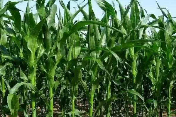 盈泰V8（试验名称：盈泰V8）玉米种子特点(盈泰V8玉米种子有啥特点)？插图1