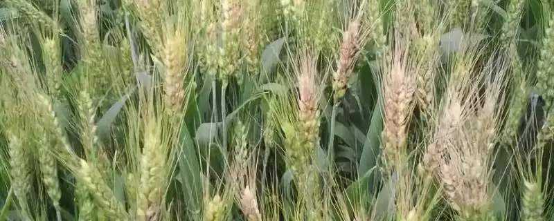 怎么防治小麦全蚀病(防治小麦全蚀病的措施有哪些)?-会东网
