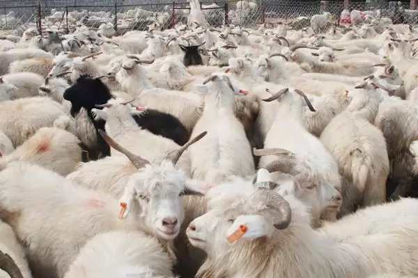 羊呼吸呼噜呼噜是怎么回事(羊呼吸呼噜呼噜原因是什么)？插图2