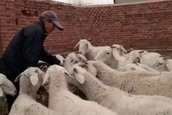 羊怎样养长得快(养羊长得快首先要选择生长速度较快的羊品种)?插图4 羊怎样养长得快(养羊长得快首先要选择生长速度较快的羊品种)?插图4