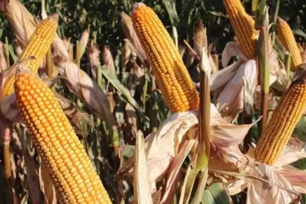 玉米种子翌年能不能用(玉米种子第二年还能否使用)?插图3 玉米种子翌年能不能用(玉米种子第二年还能否使用)?插图3