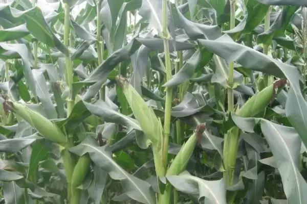 郑白甜糯5号玉米种啥情况(郑白甜糯5号玉米种适宜播种期夏播)?插图2 郑白甜糯5号玉米种啥情况(郑白甜糯5号玉米种适宜播种期夏播)?插图2