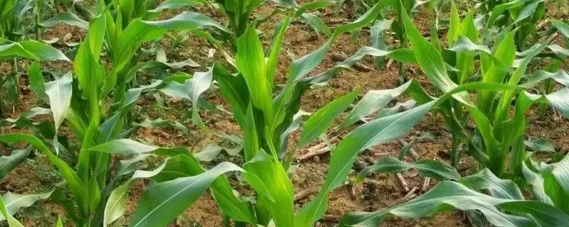 豫冠395玉米品种的特性(豫冠395玉米品种特性是什么)?-会东网