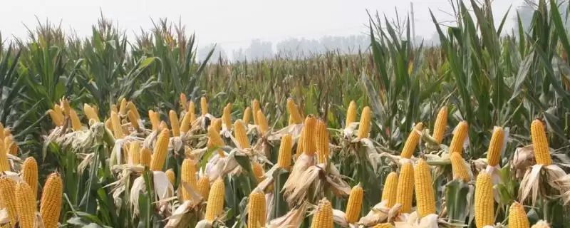 先玉1516玉米种简介及种植密度要点？-会东网
