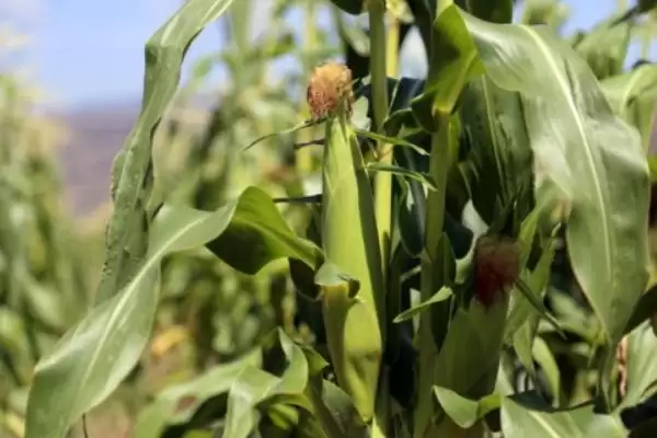 兆玉999(RG58)玉米种子有啥特征特性(兆玉999(RG58)玉米种子中抗大斑病)?插图2 兆玉999(RG58)玉米种子有啥特征特性(兆玉999(RG58)玉米种子中抗大斑病)?插图2