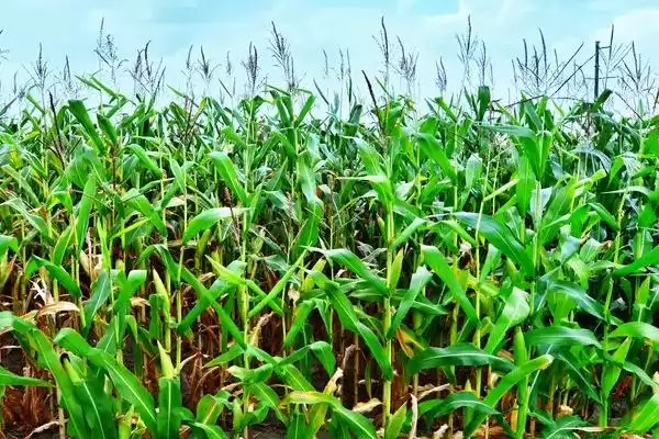 竹单619玉米品种啥情况(竹单619玉米品种中抗大斑病)?插图3 竹单619玉米品种啥情况(竹单619玉米品种中抗大斑病)?插图3