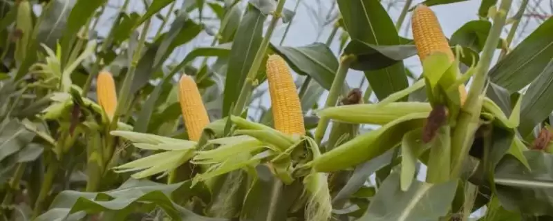 协玉901玉米种子简介及播种时间要点？-会东网
