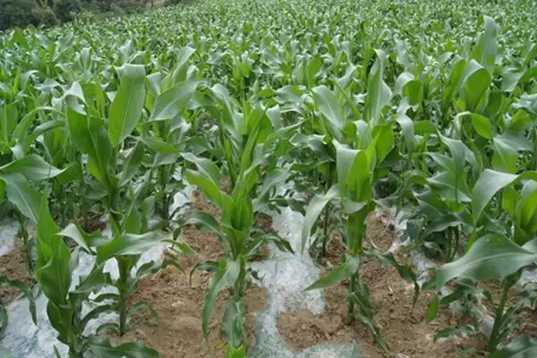 沃育669玉米种啥情况(沃育669玉米种注意防治苗期病虫害)?插图3 沃育669玉米种啥情况(沃育669玉米种注意防治苗期病虫害)?插图3