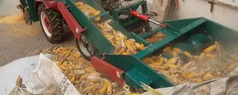 玉米脱粒的方法(玉米脱粒有哪些常用方法)？-会东网