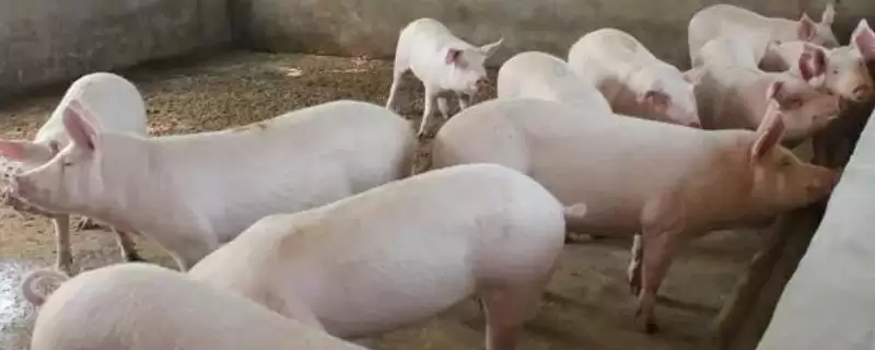 养殖白猪不养黑猪的原因(养殖白猪不养黑猪原因是什么)？-会东网