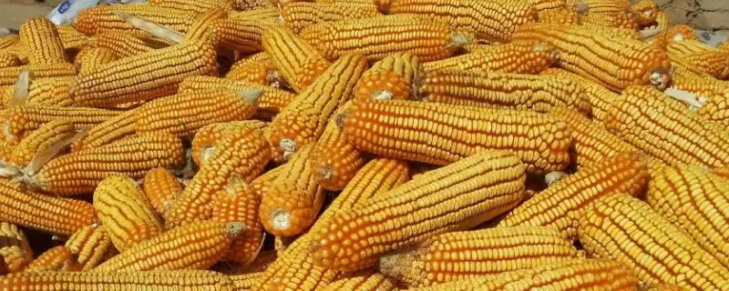 先达903玉米种子简介及高抗大斑病情况？-会东网