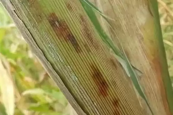 玉米褐斑病的症状(玉米褐斑病的症状表现有哪些)？插图3
