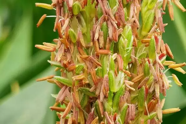 玉米什么时候开花(玉米开花时间受什么因素影响)？插图1