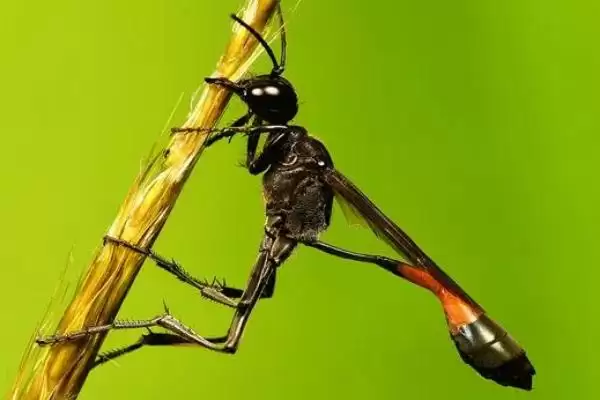 细腰蜂介绍：捕食性蜂类及常见小型蜂类特点？插图2