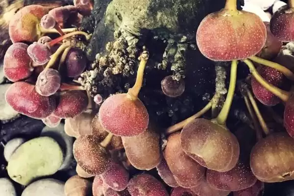 折断有白色乳汁的植物有哪些,常见的有通奶草、鹅绒藤等?插图5 折断有白色乳汁的植物有哪些,常见的有通奶草、鹅绒藤等?插图5