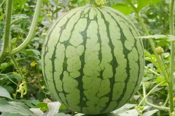 种哪些作物亩收入可达到上万元，西瓜、草莓、甜瓜等水果均为适宜选择？插图1