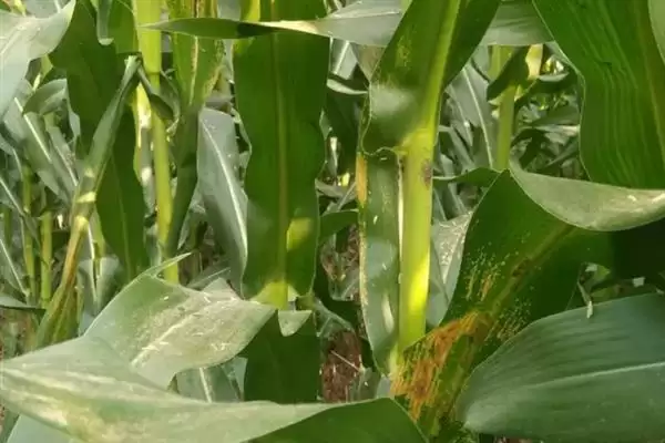 玉米锈病有哪些危害症状(玉米锈病的危害症状有哪些)？插图6