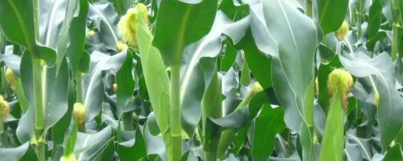 益农玉277玉米种简介(益农玉277玉米种情况介绍)？-会东网
