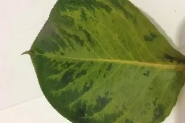 怎么解决除草剂药害(解决除草剂药害的方法有哪些)？插图10