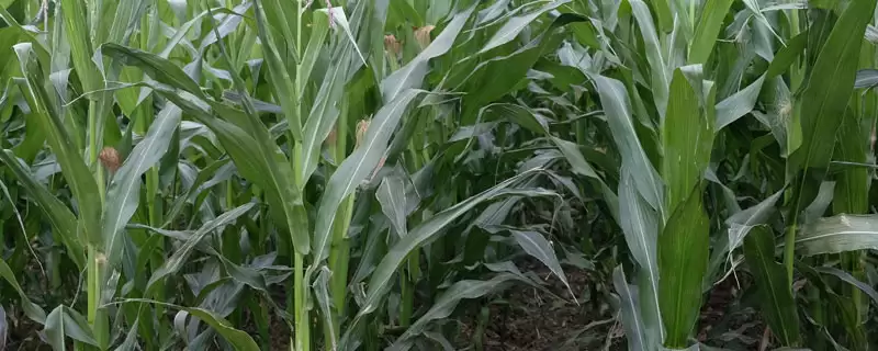卓玉816玉米种子啥情况(卓玉816玉米种子种植介绍)？-会东网