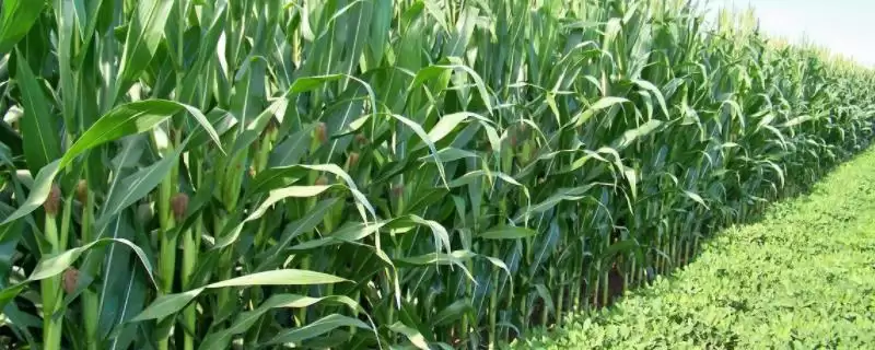 鑫鑫2号玉米种子简介相关介绍？-会东网