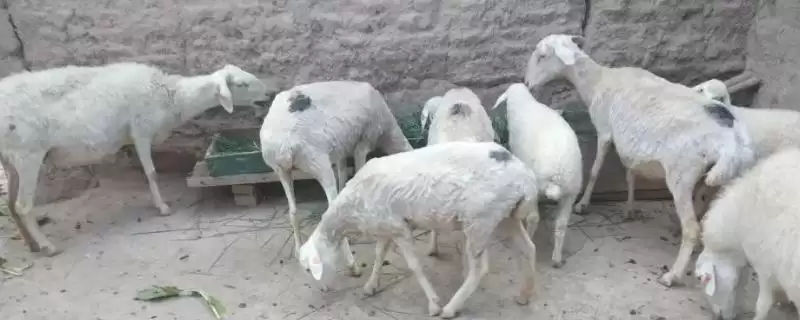 玉米发芽可以喂羊吗(发芽的玉米能否用来喂羊)？-会东网