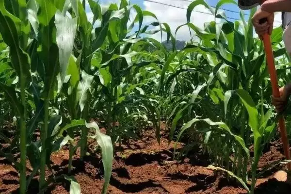 友玉658(区试名称:YH509)玉米种子简介(友玉658玉米种子情况介绍)?插图1 友玉658(区试名称:YH509)玉米种子简介(友玉658玉米种子情况介绍)?插图1