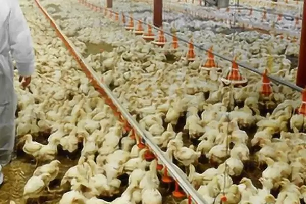 小鸡孵化后喂食时间及开食要点?插图3 小鸡孵化后喂食时间及开食要点?插图3