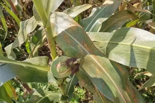 玉米锈病有哪些危害症状(玉米锈病的危害症状有哪些)？插图2