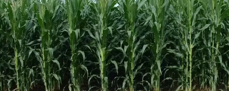 鑫上登九号玉米种简介及高抗小斑病情况？-会东网