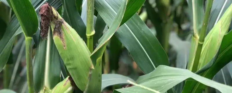渝单58玉米种子特点(渝单58玉米种子具备哪些特点)？-会东网