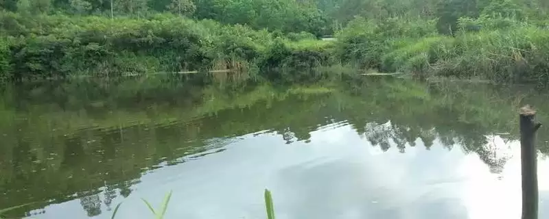 鱼塘如何净化水质(鱼塘净化水质的方法有哪些)?-会东网